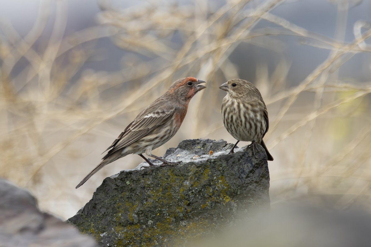 Burugorri arrunta - ML646883561