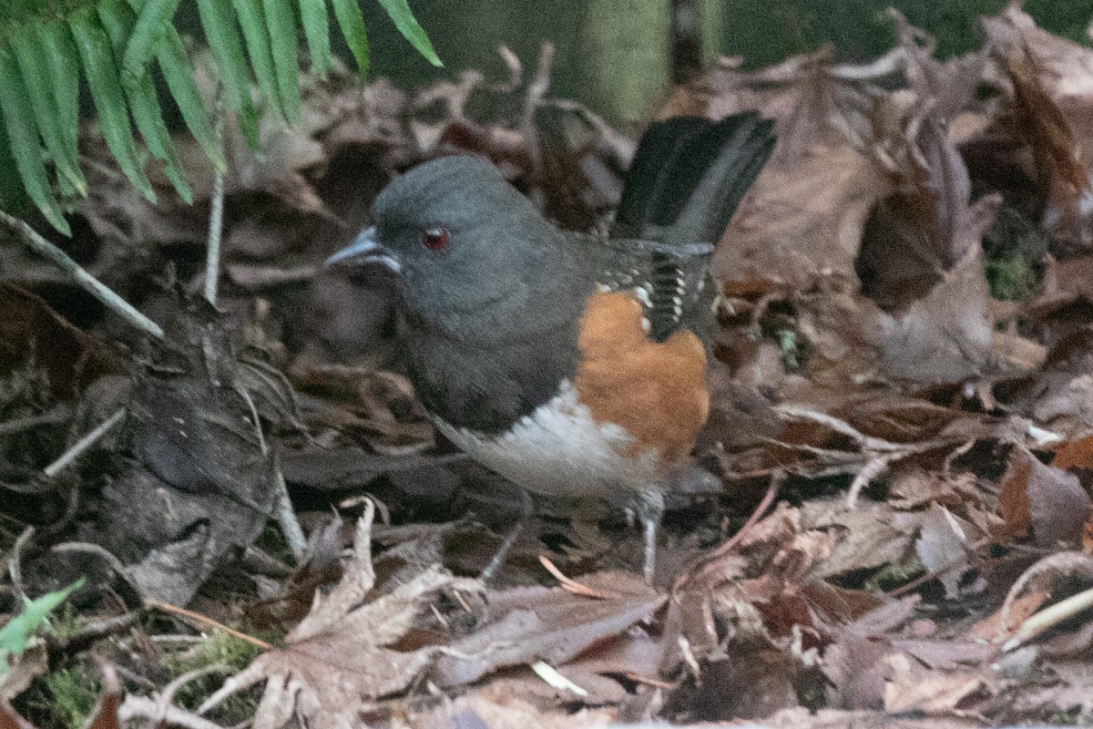 Spotted Towhee - ML646883568