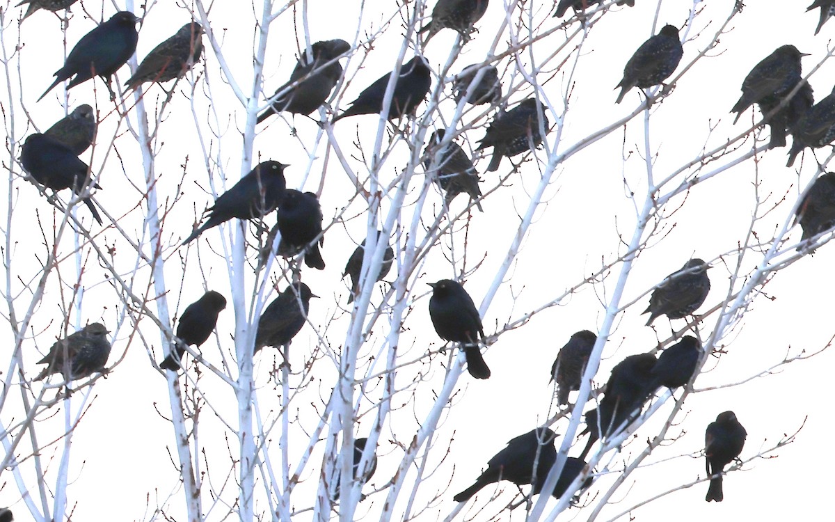 Braunkopf-Kuhstärling - ML646883569