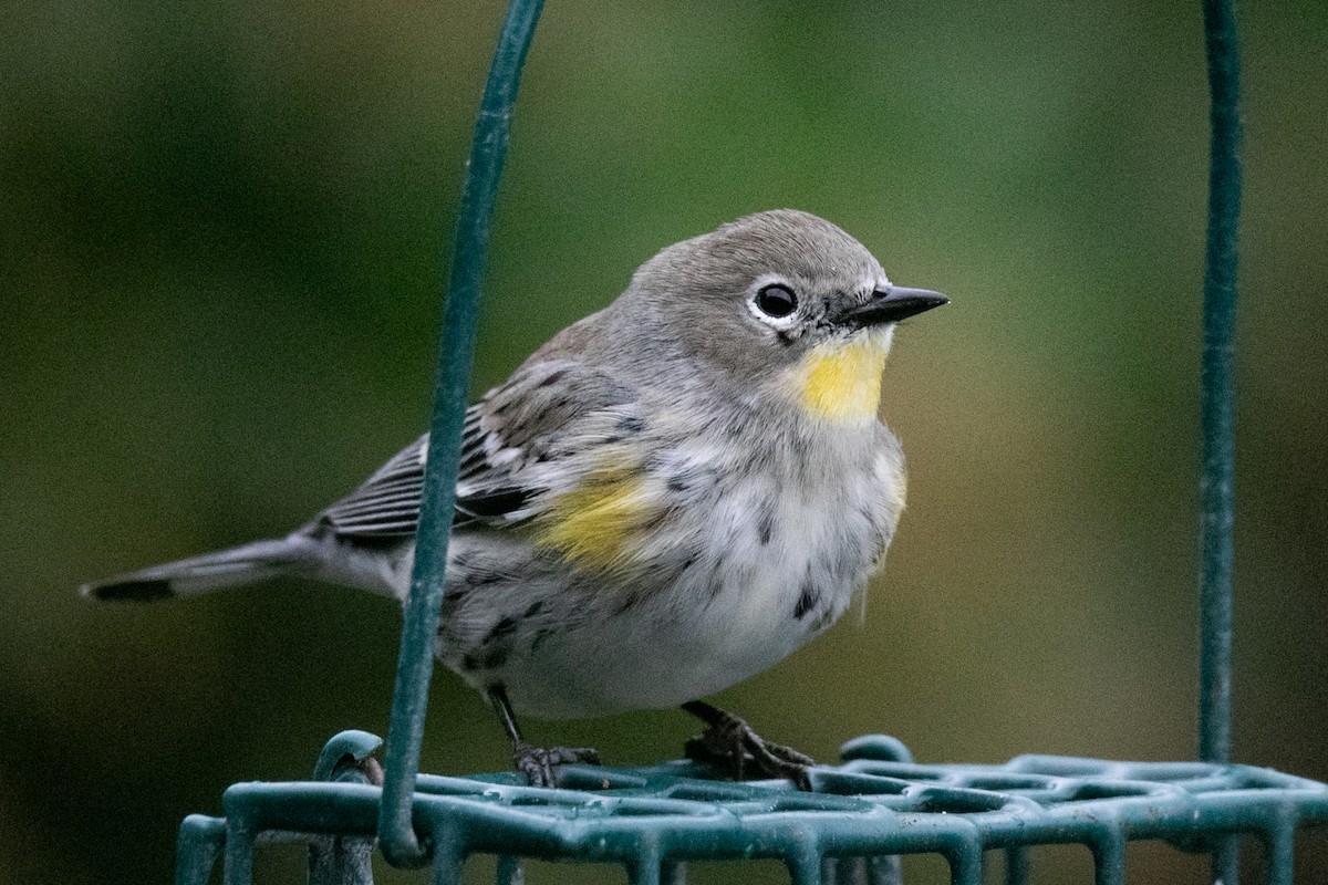 Yellow-rumped Warbler - ML646883572