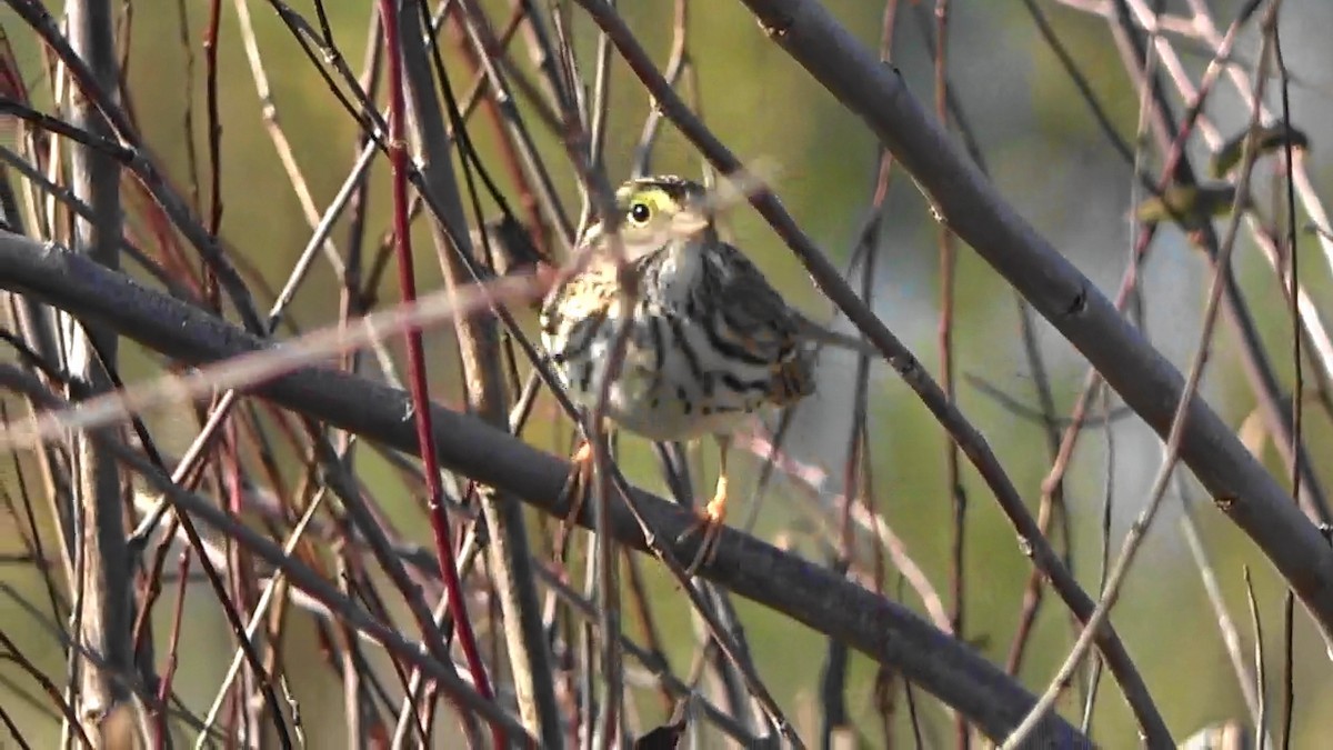 Savannah Sparrow - ML646883573