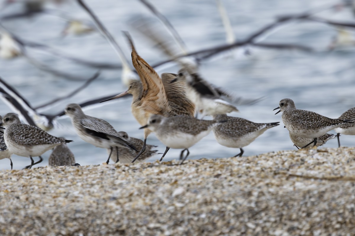 Kuliska kanelakara - ML646883574