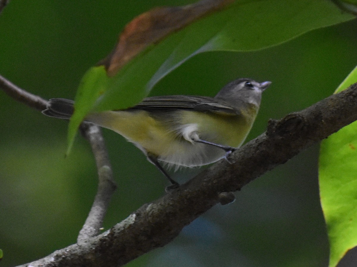 Philadelphia Vireo - ML646883576