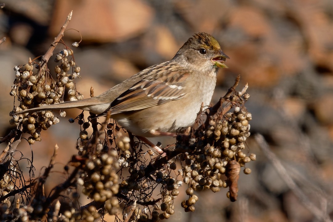 Chingolo Coronidorado - ML646883579