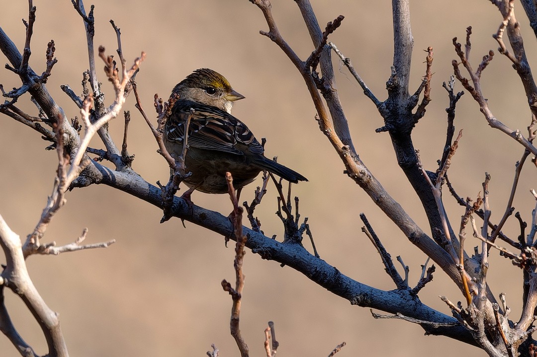 Chingolo Coronidorado - ML646883580