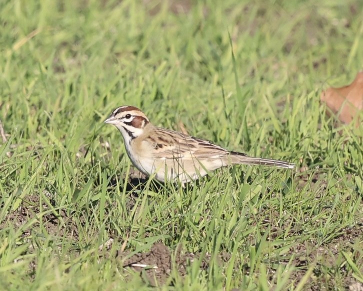 Lark Sparrow - ML646883584