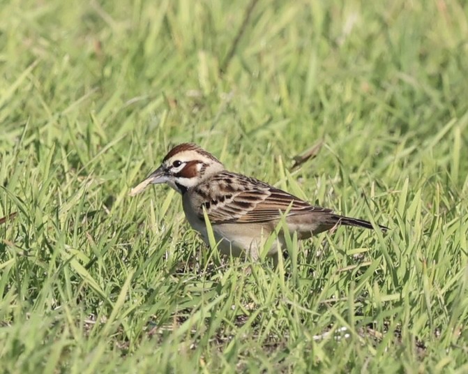 Lark Sparrow - ML646883585