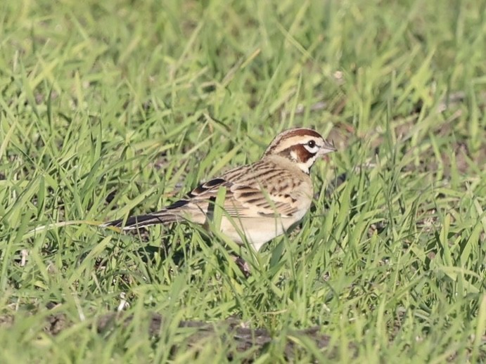 Lark Sparrow - ML646883586