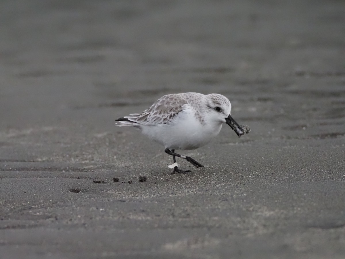 Sanderling - ML646883589