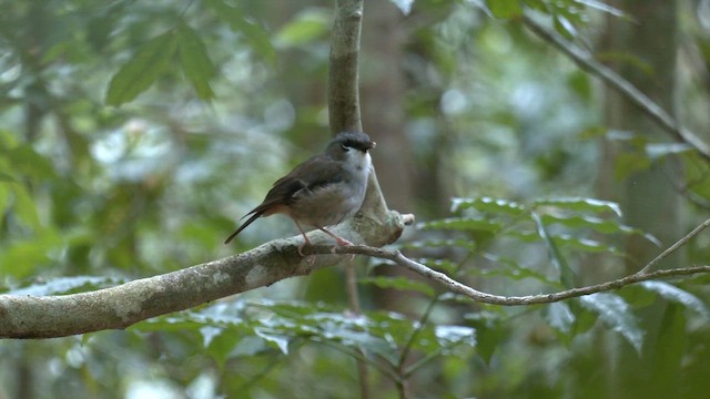 Gray-headed Robin - ML646883590