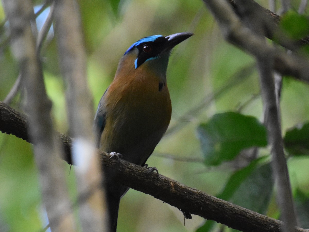 Lesson's Motmot - ML646883594