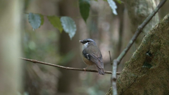 Gray-headed Robin - ML646883595