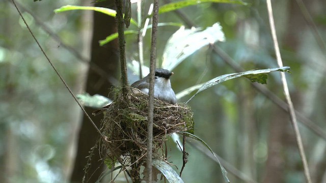 Gray-headed Robin - ML646883597
