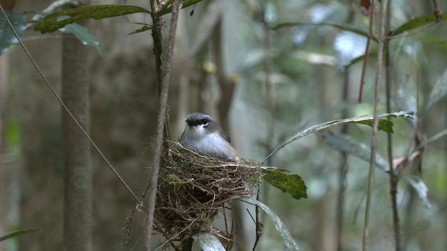 Gray-headed Robin - ML646883599
