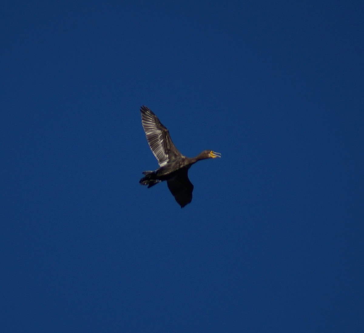 Тураг гогой - ML64688361