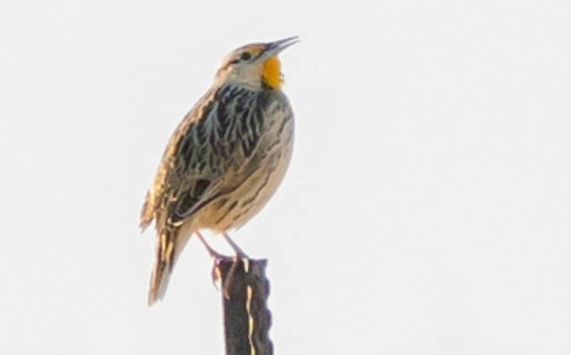 Шпаркос аризонський - ML646883616