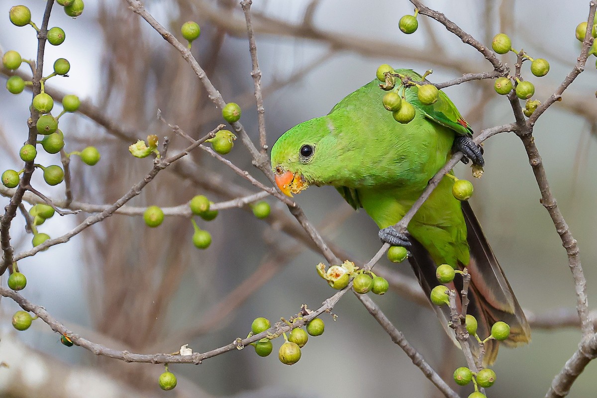 Kırmızı Kanatlı Papağan - ML646883617