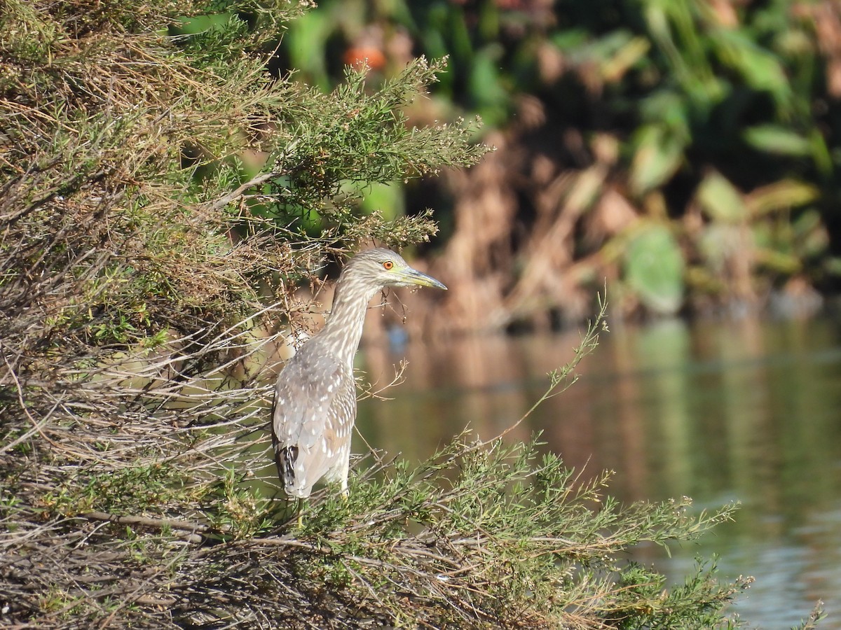 אנפת לילה - ML646883618