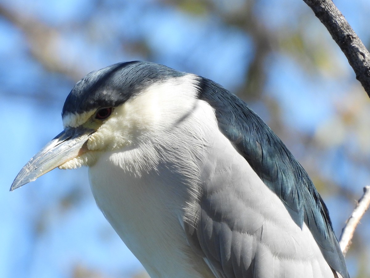 אנפת לילה - ML646883619