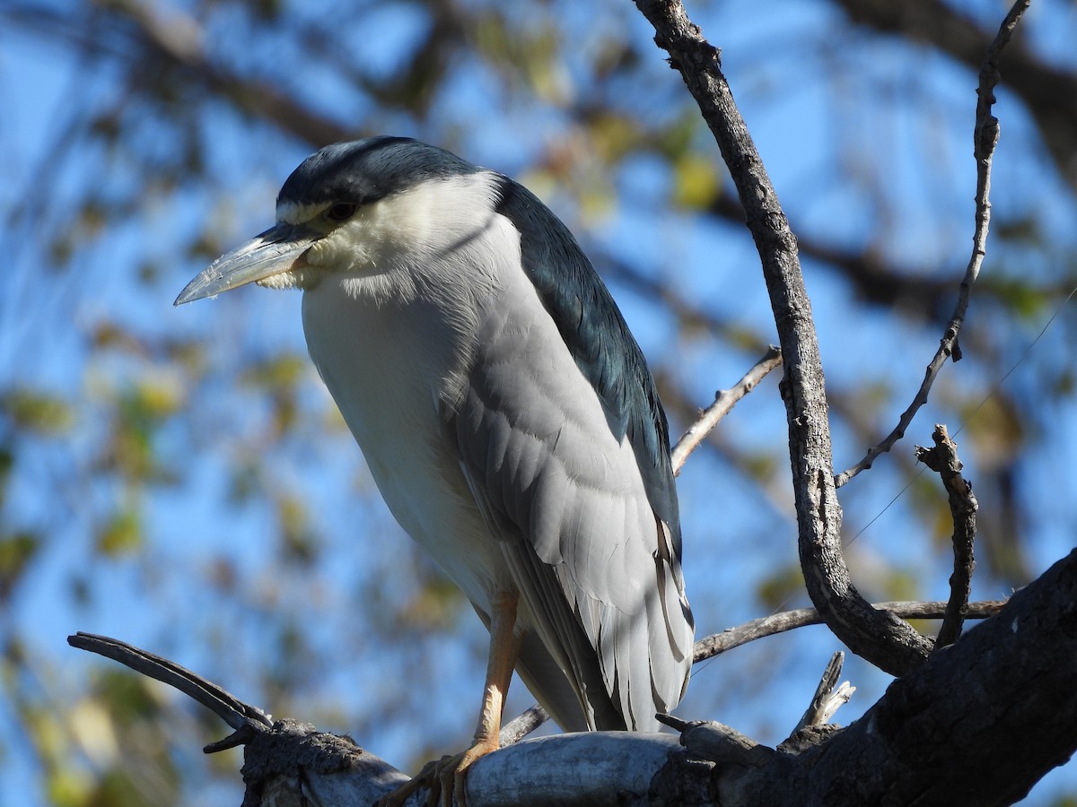 אנפת לילה - ML646883620