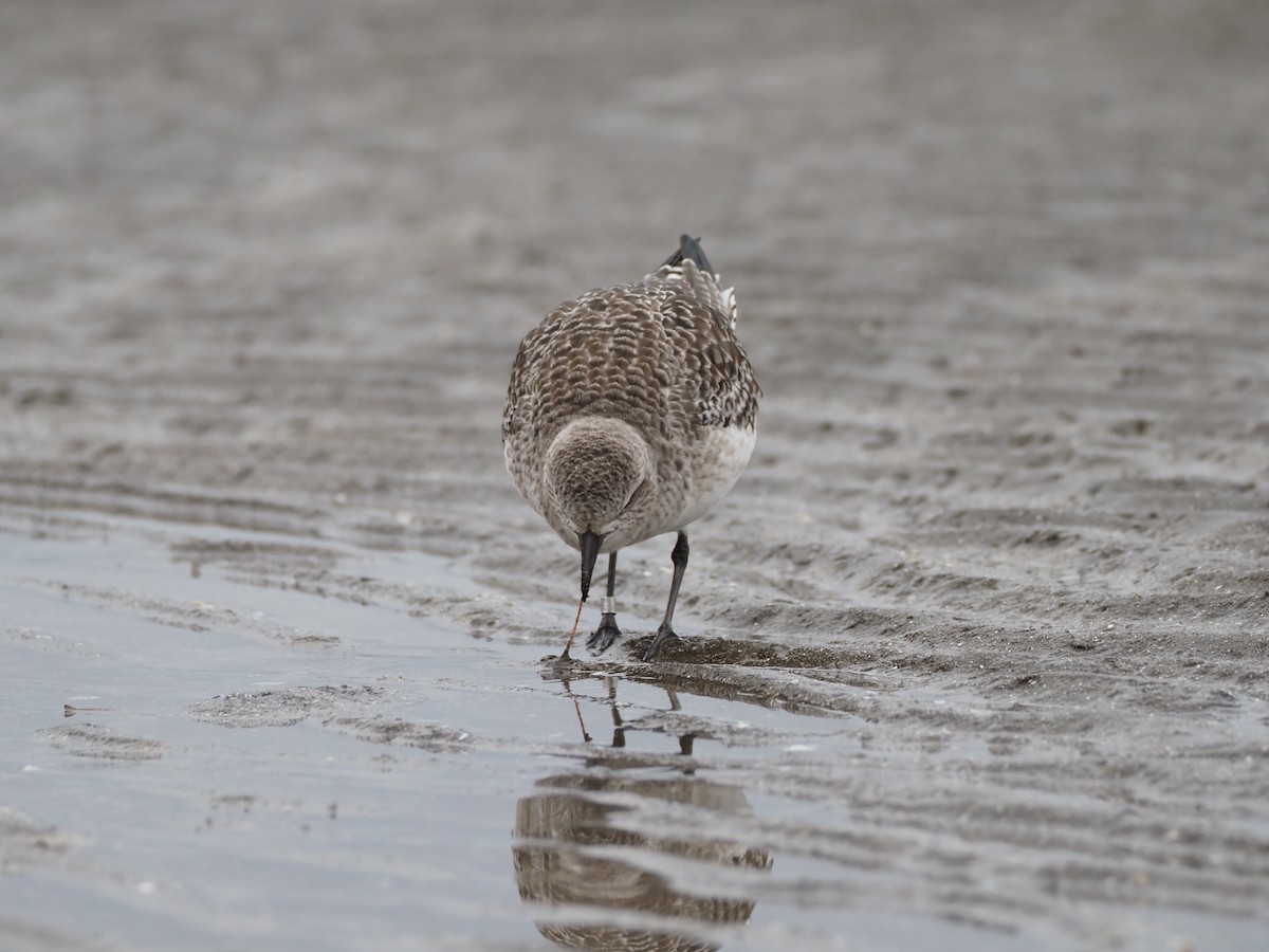 Black-bellied Plover - ML646883621