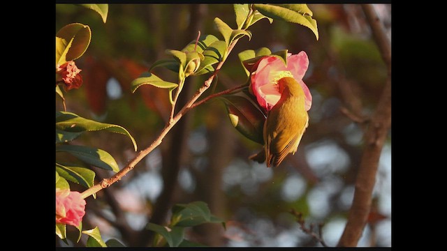 Warbling White-eye - ML646883622