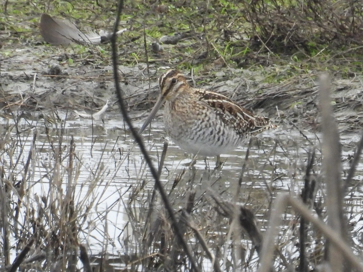 kanadabekkasin - ML646883623