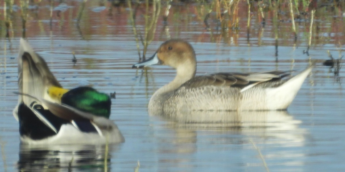 Northern Pintail - ML646883624