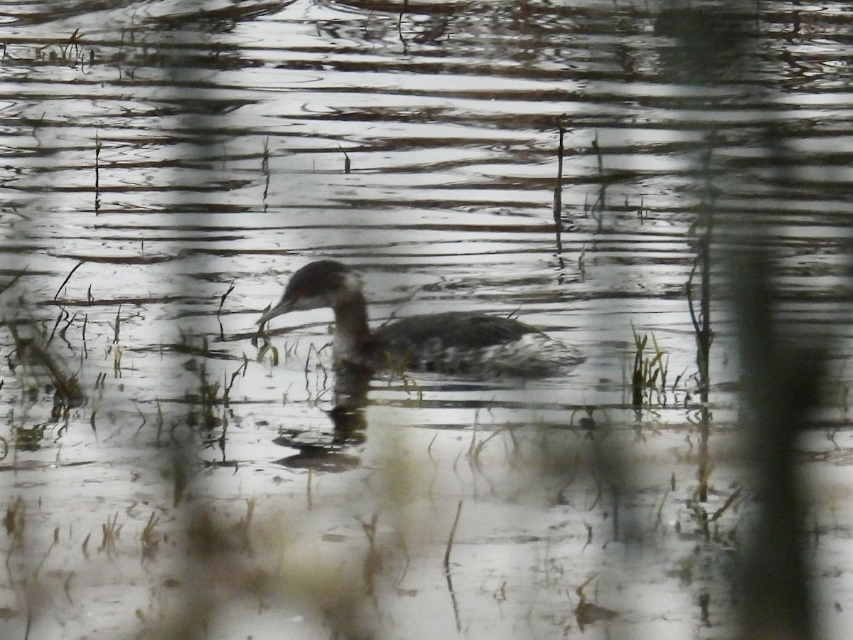 Grèbe à cou noir - ML646883626