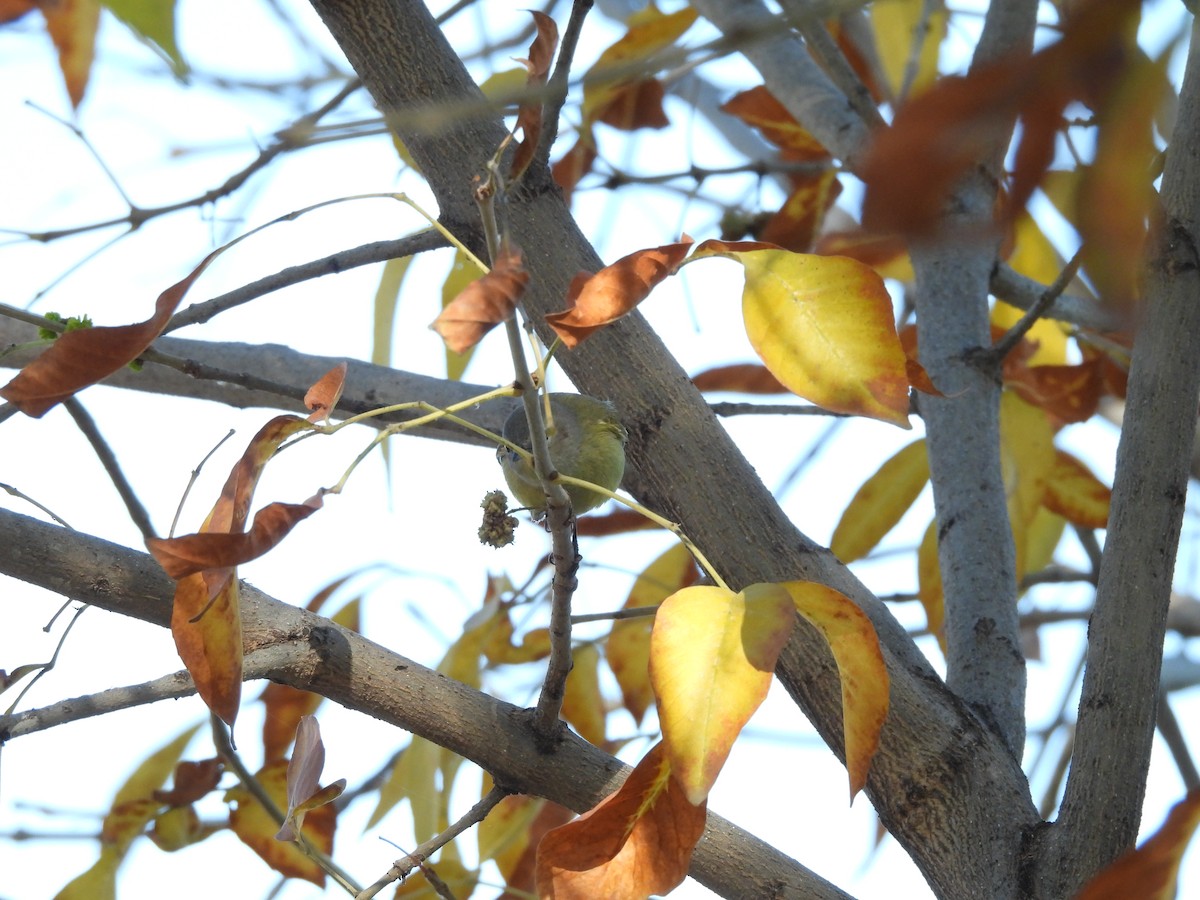 Orange-crowned Warbler - ML646883627