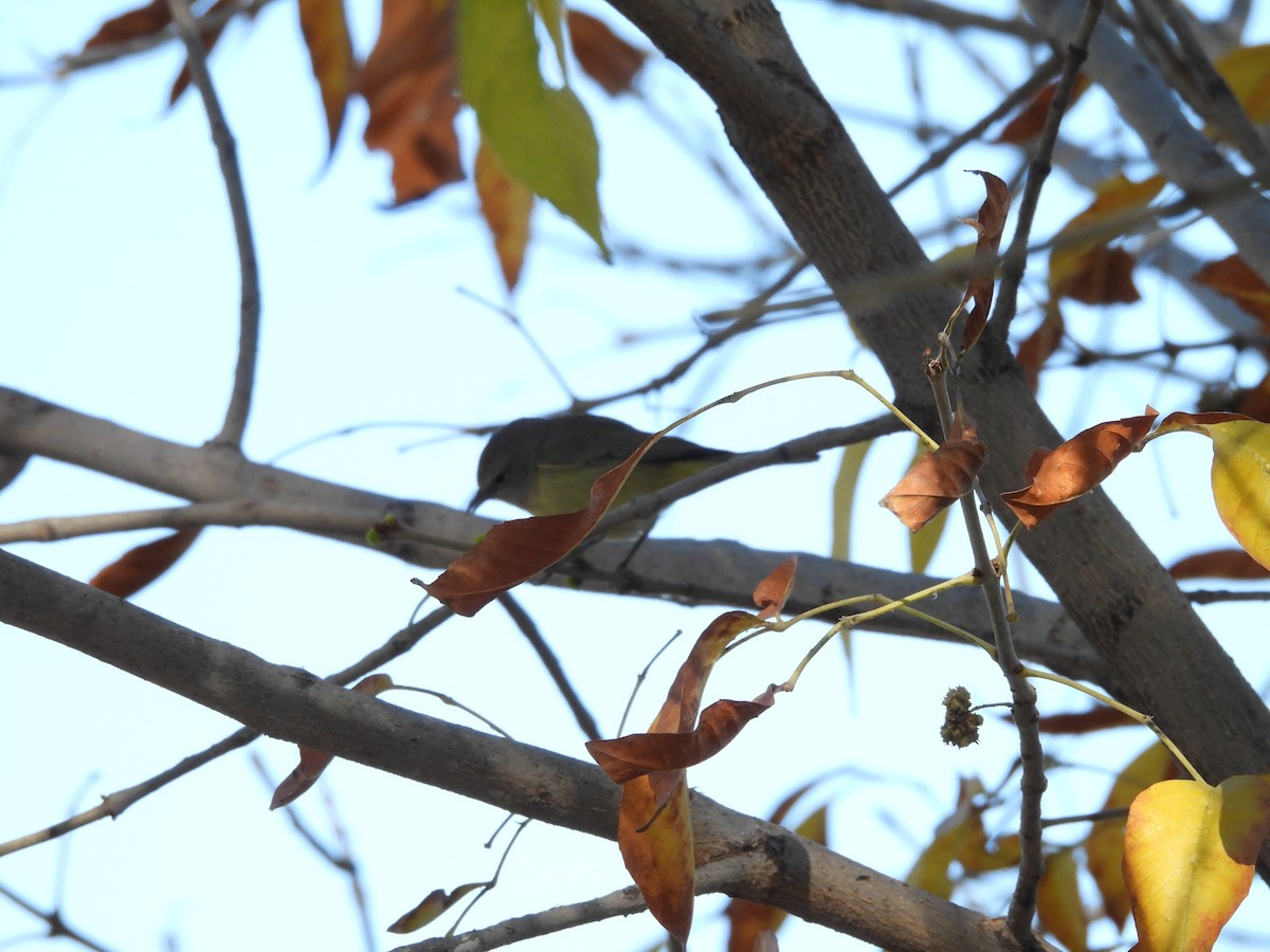 Orange-crowned Warbler - ML646883628