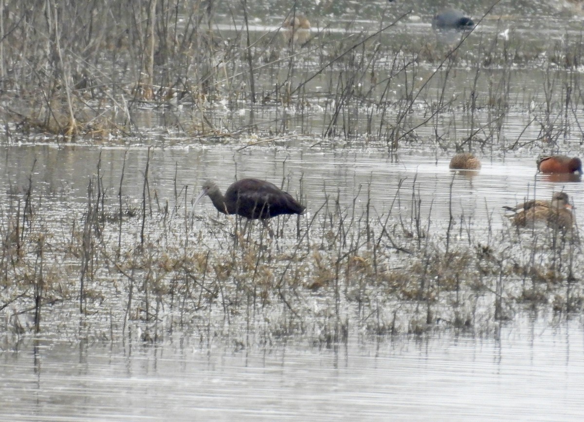 hvitgrimeibis - ML646883631