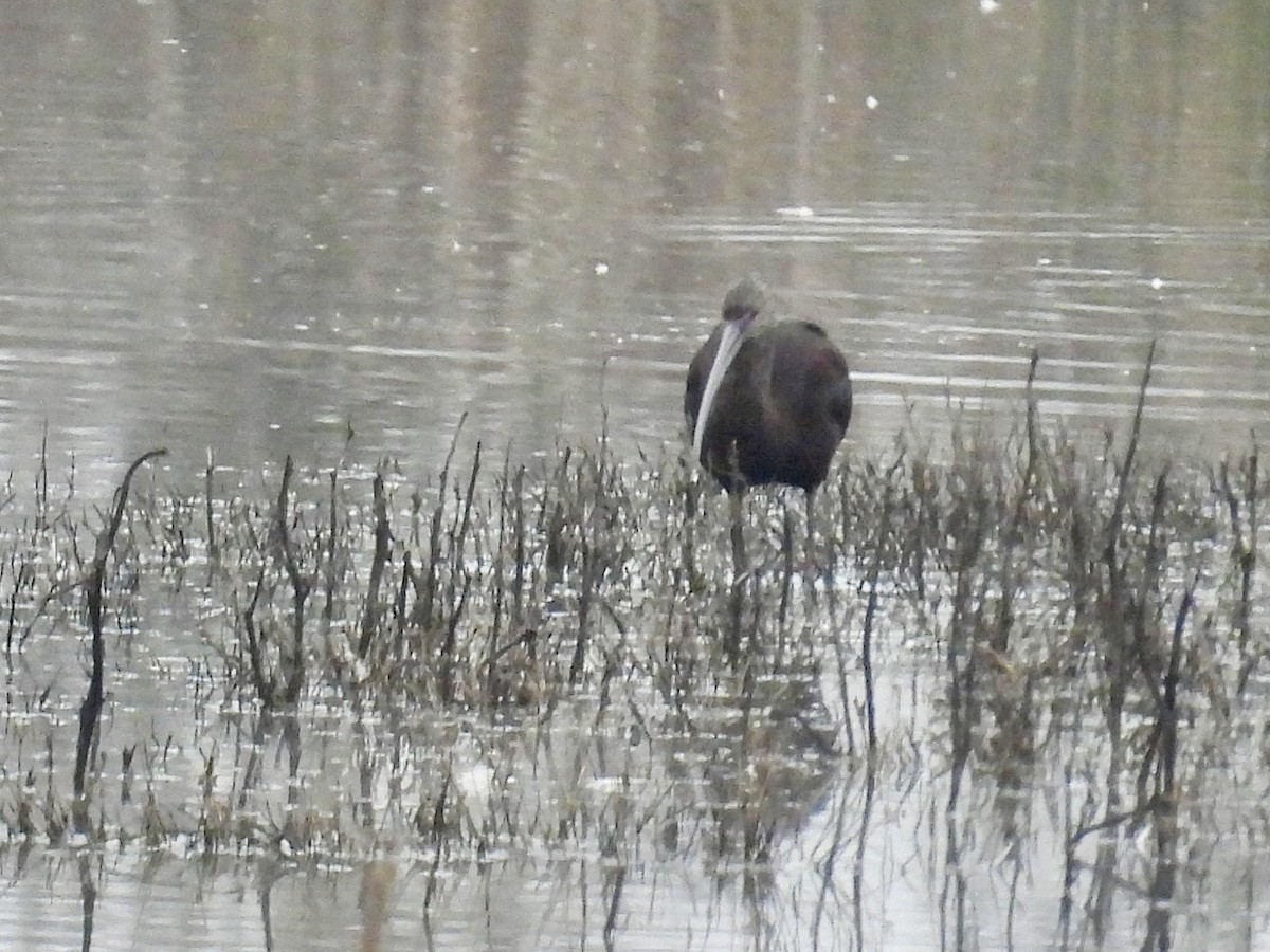 hvitgrimeibis - ML646883632