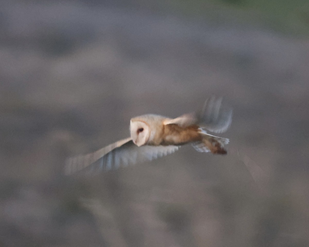 amerikatårnugle - ML646883633