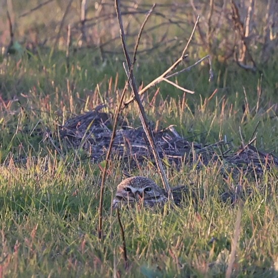 Burrowing Owl - ML646883634