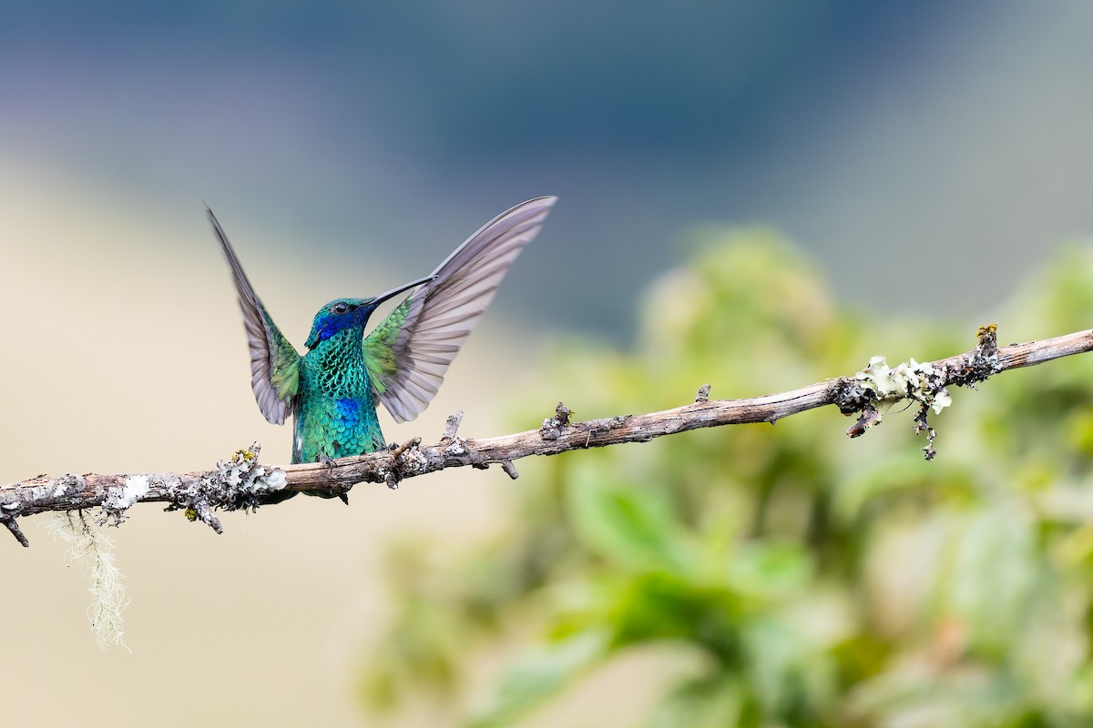 fiolørekolibri - ML646883635