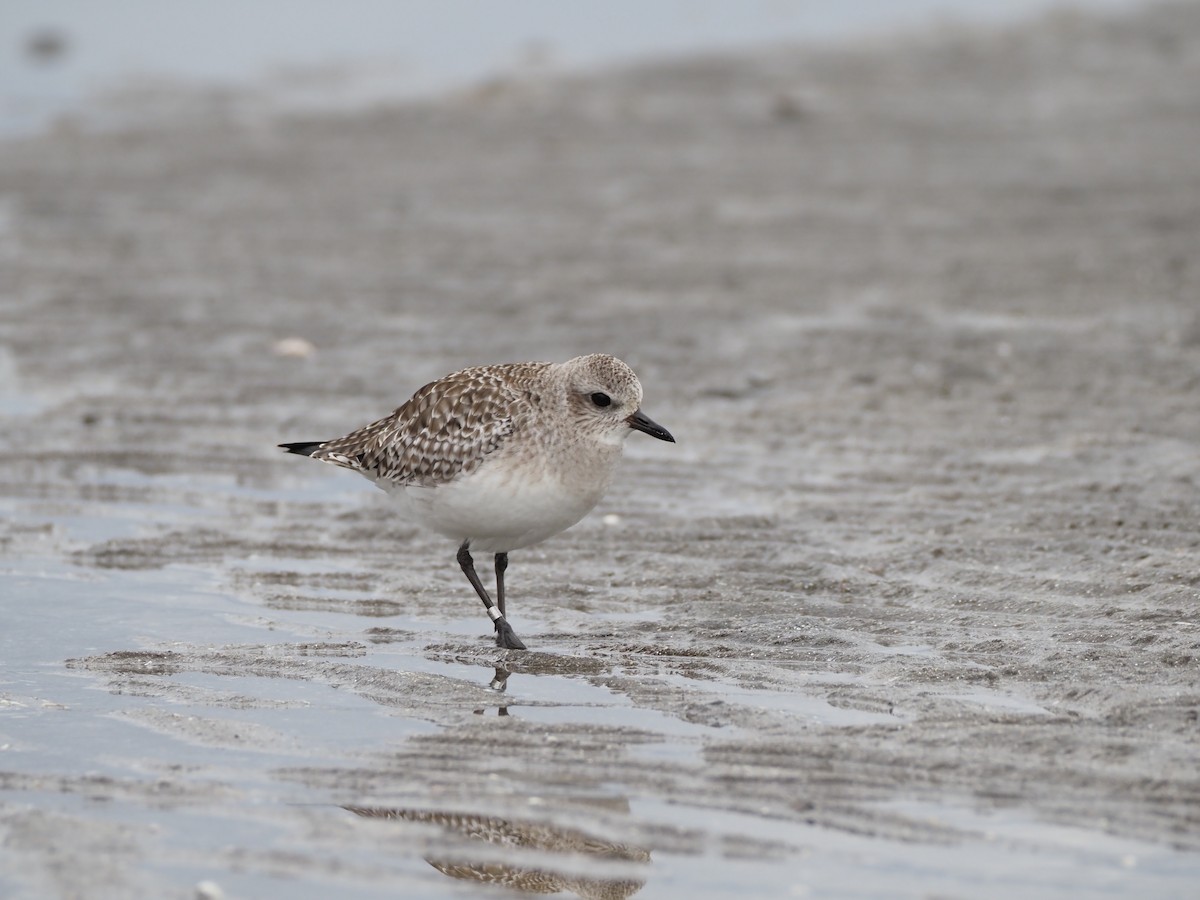 Black-bellied Plover - ML646883636