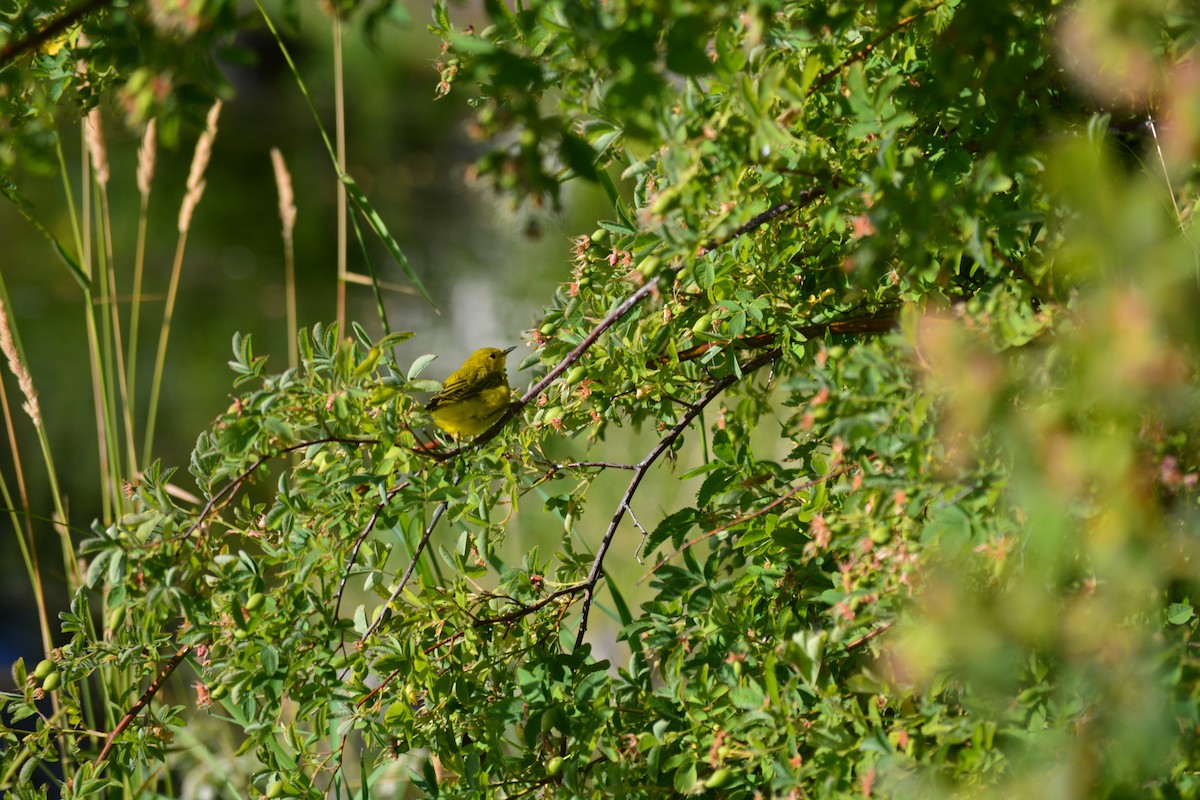 Northern Yellow Warbler - ML646883638