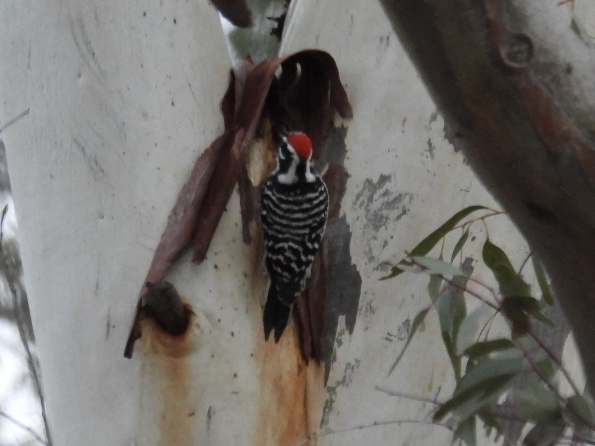 kaliforniaspett - ML646883639