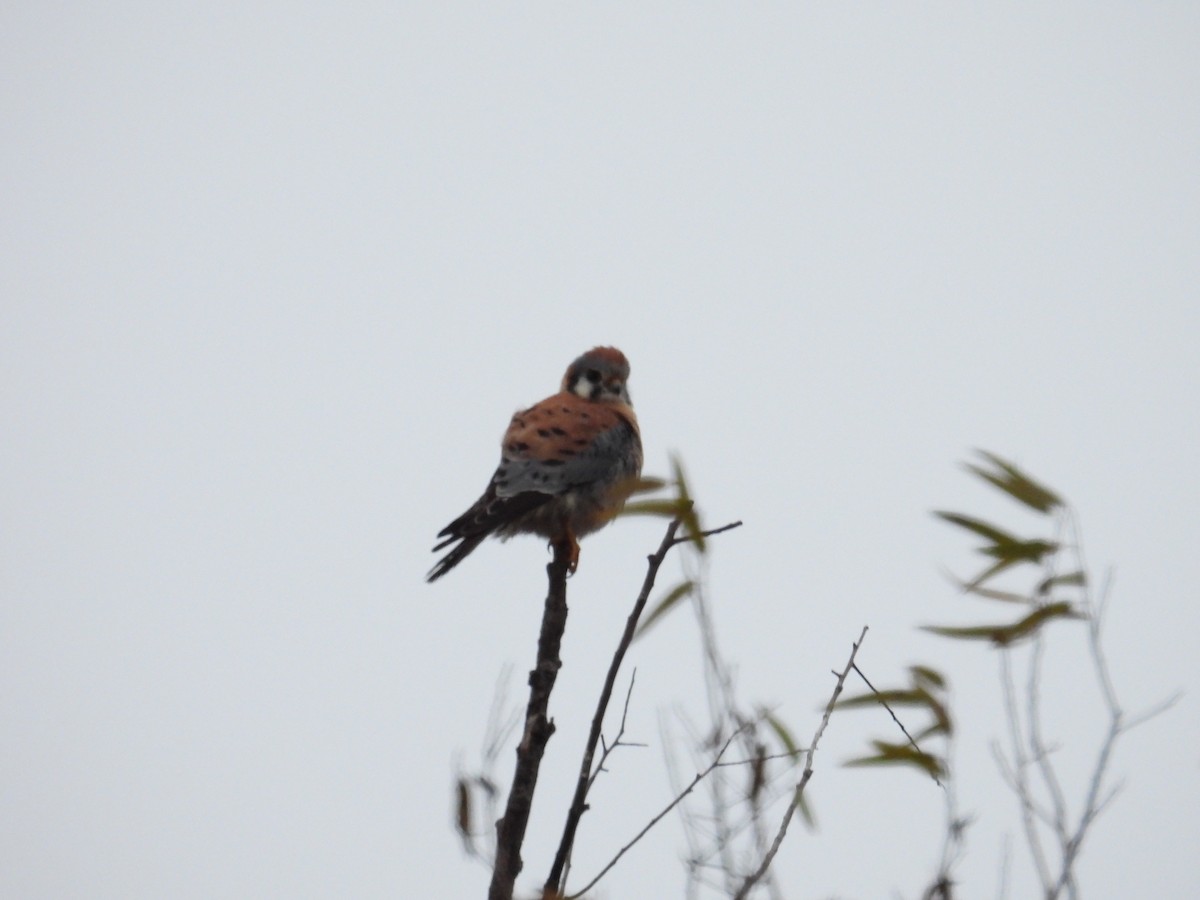 spurvefalk - ML646883640