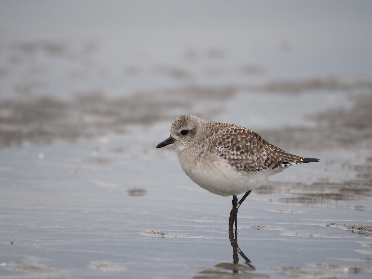 Black-bellied Plover - ML646883641