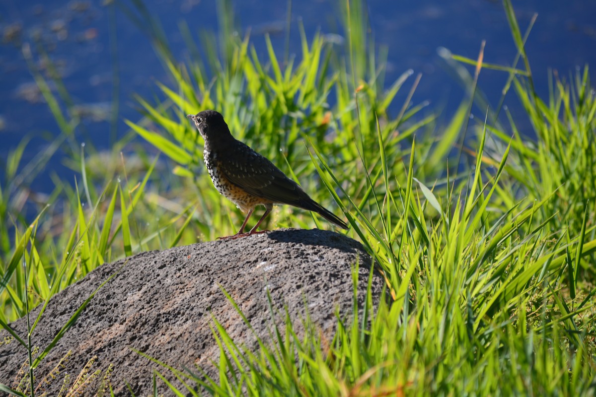 American Robin - ML646883642