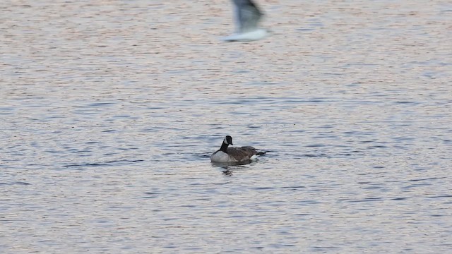 Canada Goose - ML646883645