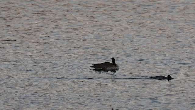 Canada Goose - ML646883646