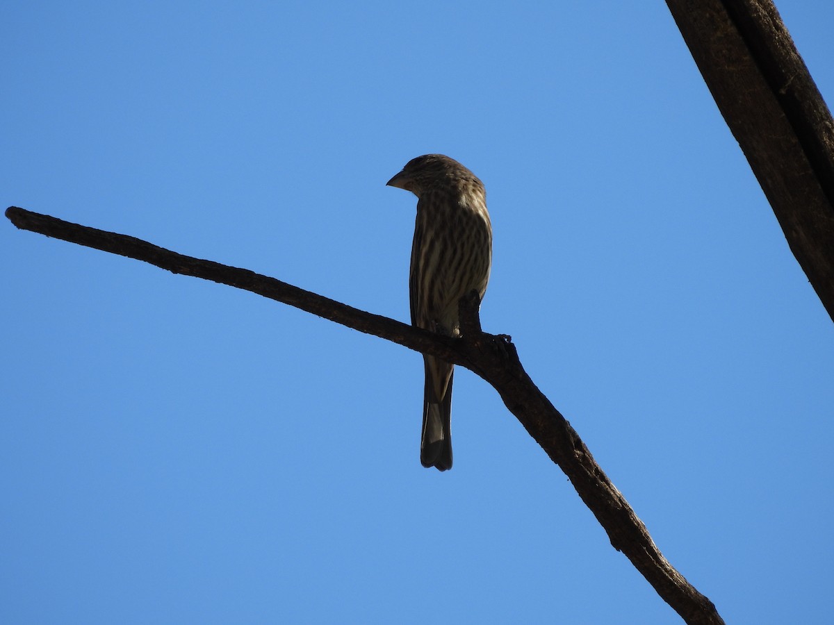 House Finch - ML646883648
