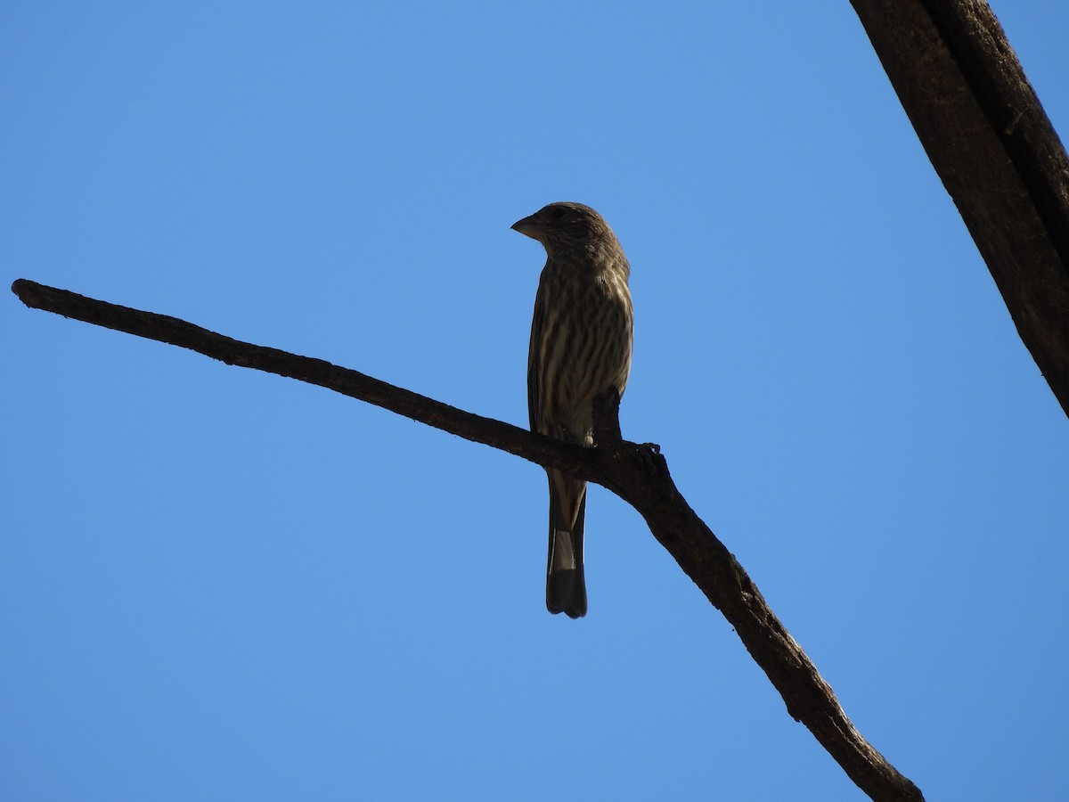 House Finch - ML646883649