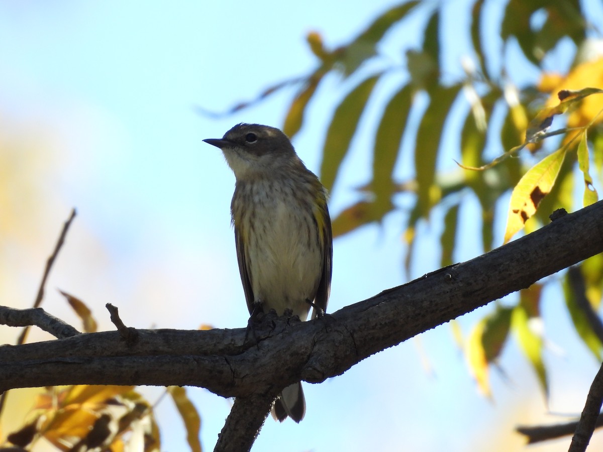 סבכון הכתר - ML646883650