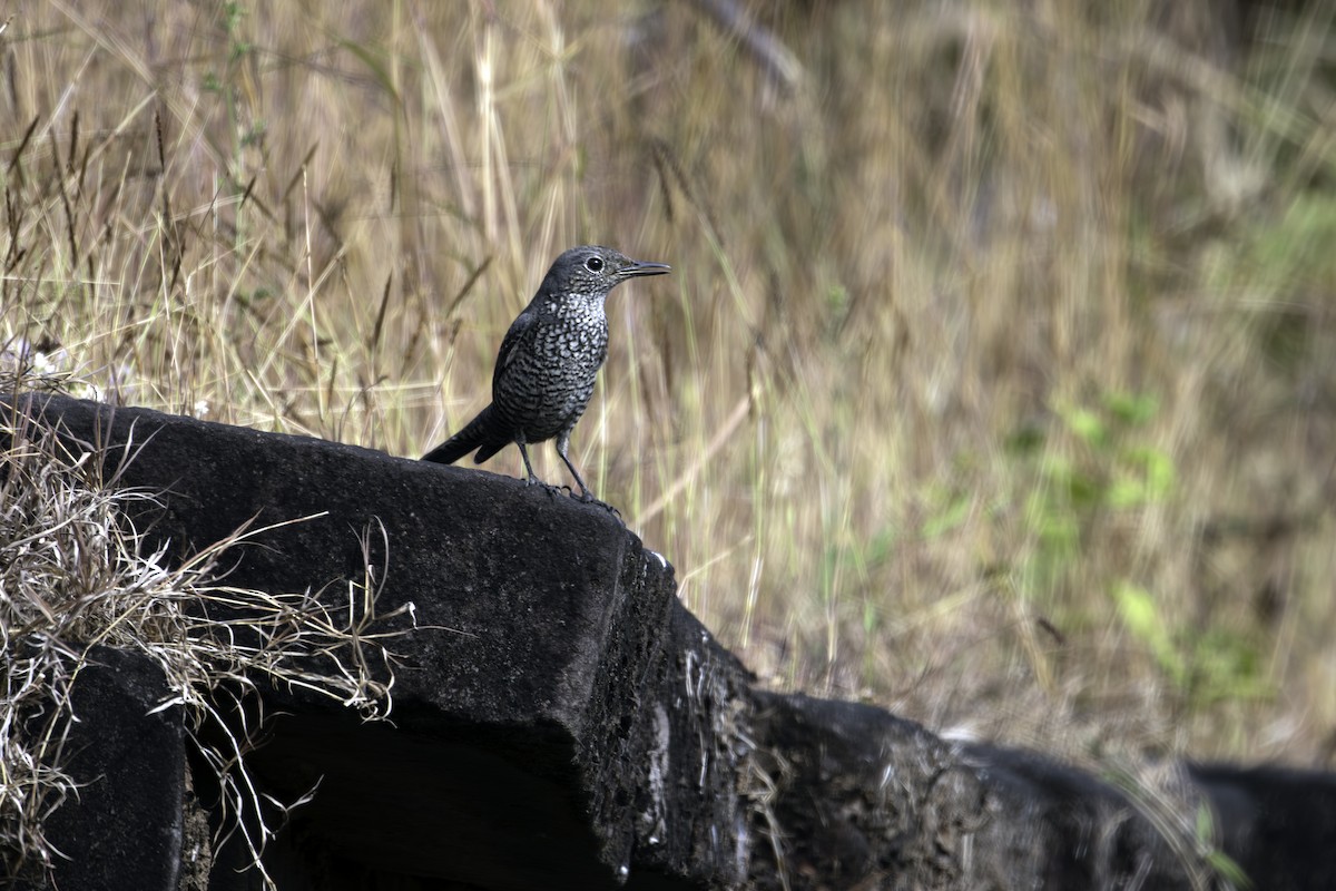 Цэнхэр жижир - ML646883651