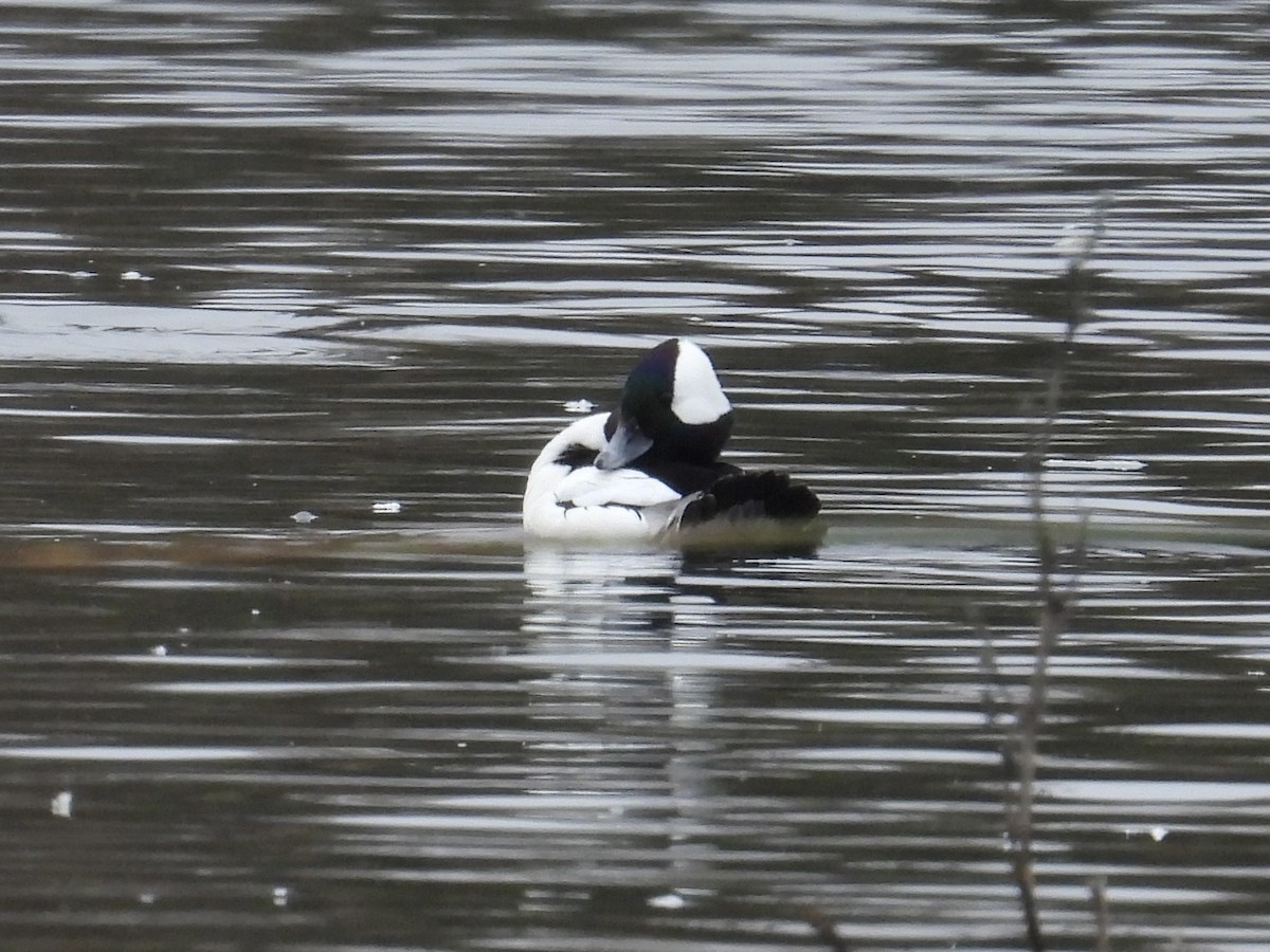 bøffeland - ML646883653