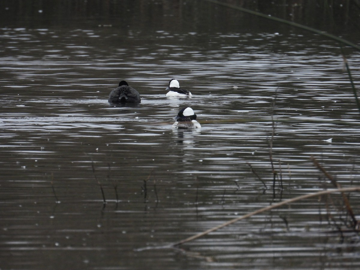 bøffeland - ML646883654
